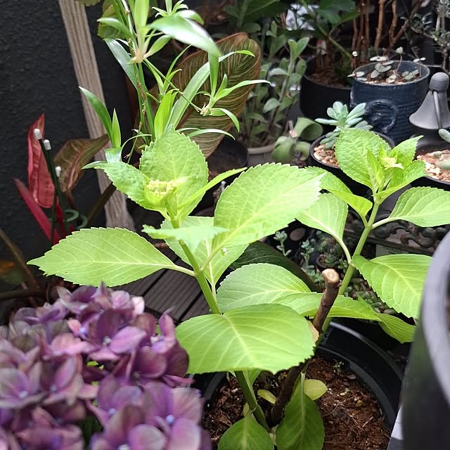 noaさんの部屋