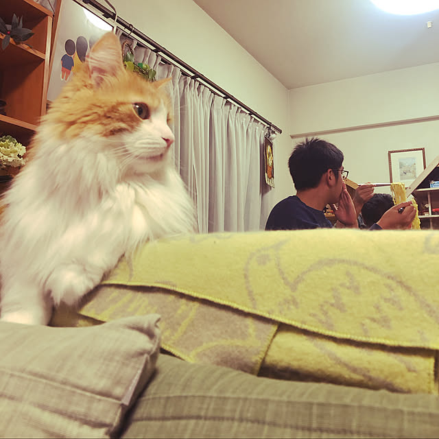 uchidaizuさんの実例写真
