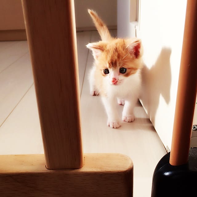 terumi.724さんの実例写真