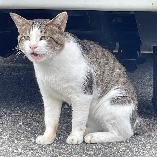 実例写真