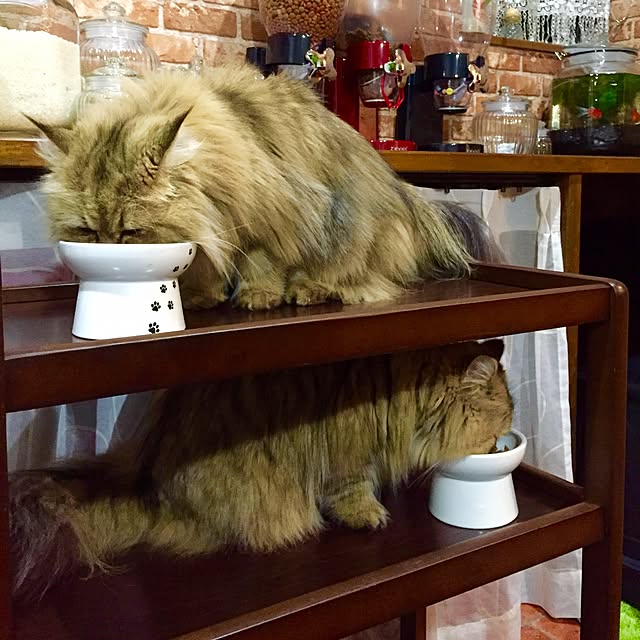 butachanさんの実例写真