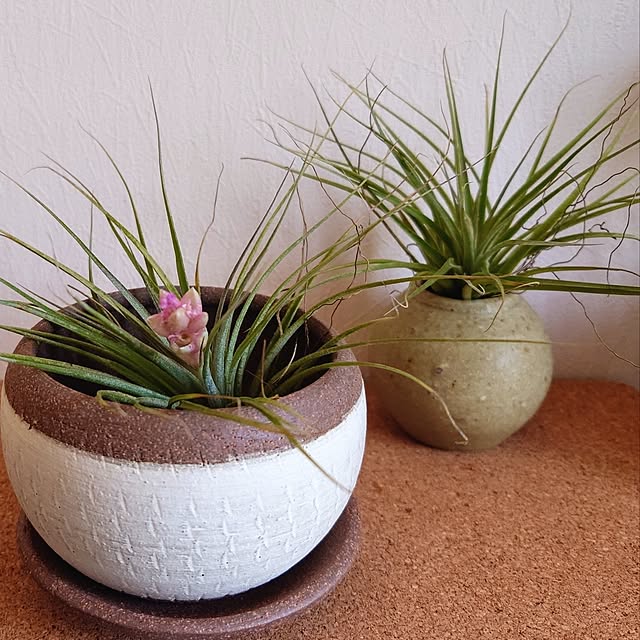 机/楽しく暮らす/チランジア/陶器市/植物のある暮らし...などのインテリア実例 - 2025-05-04 22:04:43