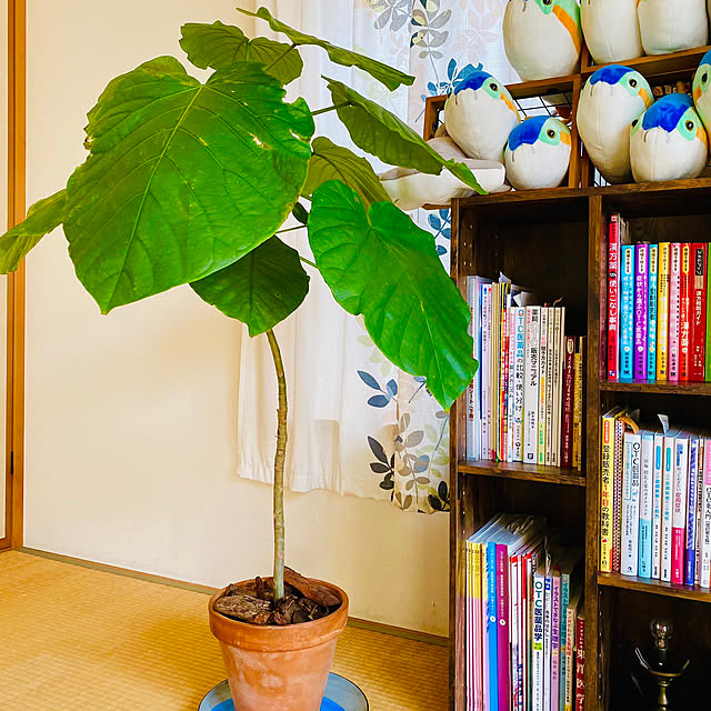 fanciestfancycoさんの実例写真
