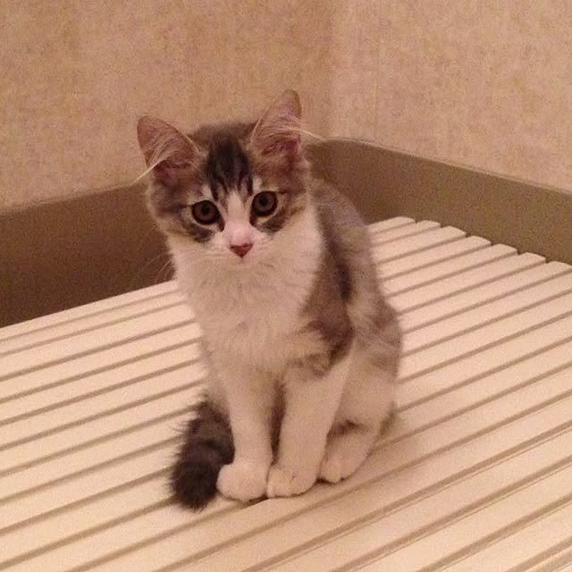 fuuさんの実例写真