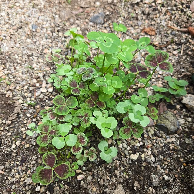 min_nimさんの部屋