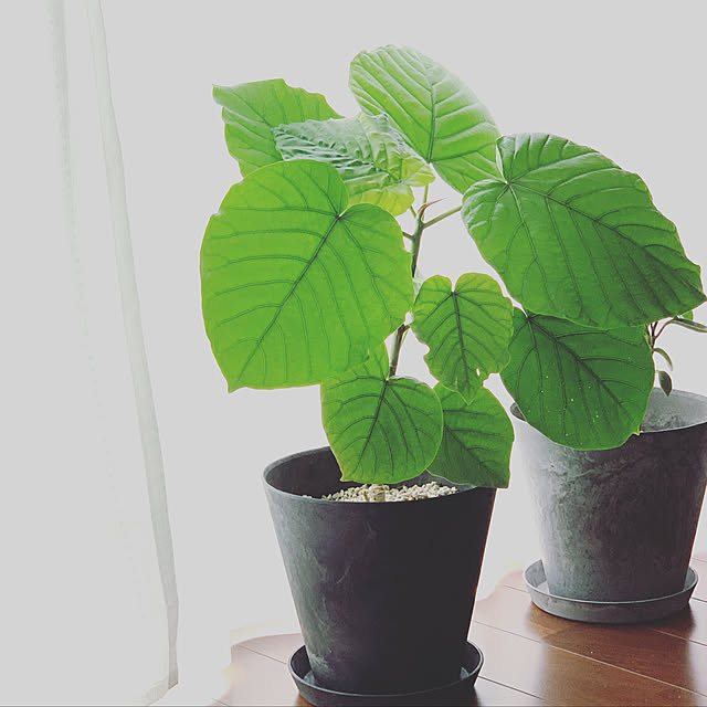aima_homeさんの実例写真