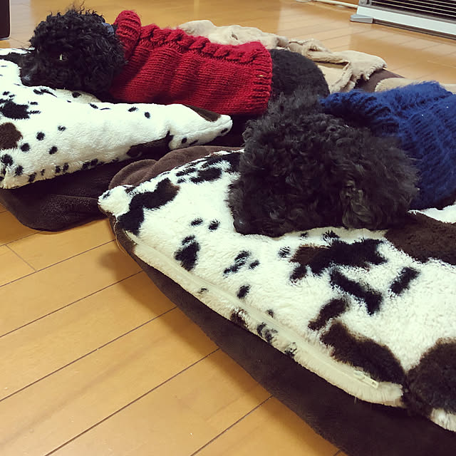 koa.nikoさんの実例写真