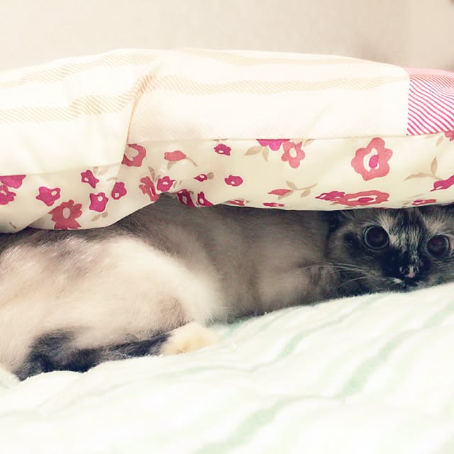 Sakinoさんの実例写真