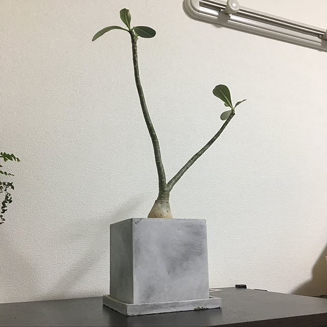 棚/植木鉢/観葉植物/モノトーン/多肉植物のインテリア実例 - 2018-06-16 23:40:22