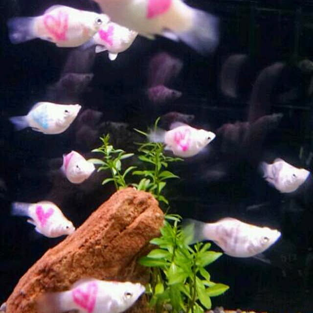 Little-Bambiさんの実例写真