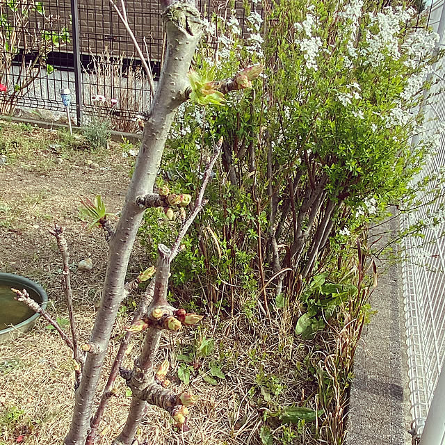 applepieさんの実例写真