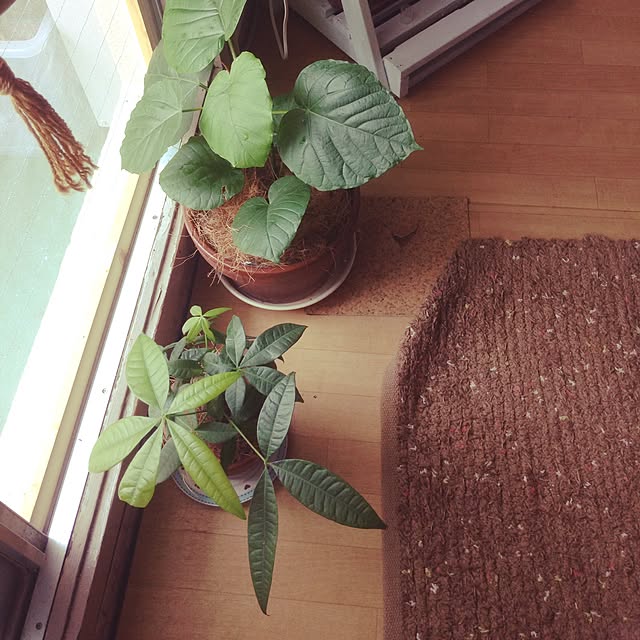Akemiさんの実例写真