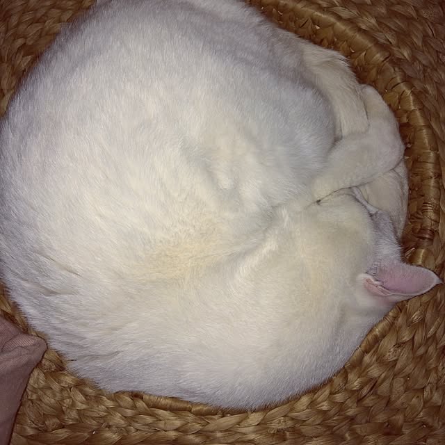 inoさんの実例写真
