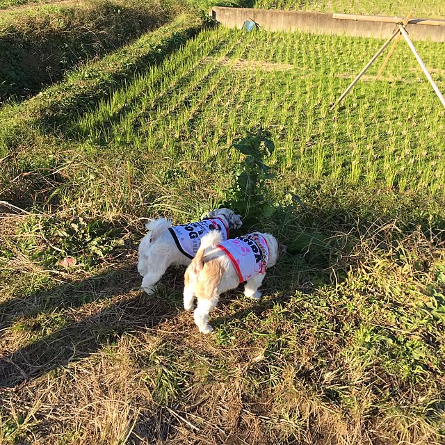 emiさんの実例写真