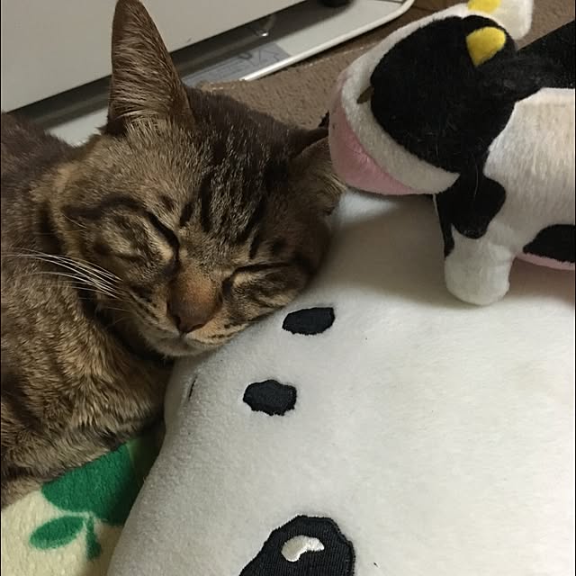 megkeiさんの実例写真