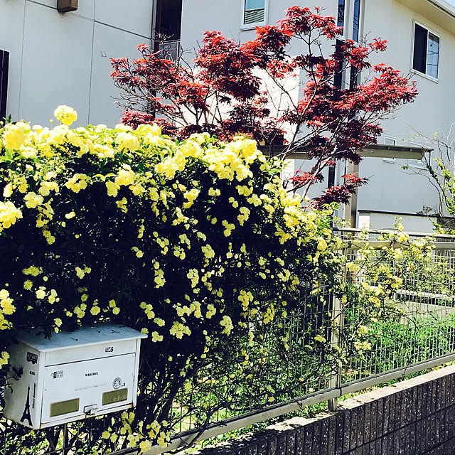 portulacaさんの実例写真