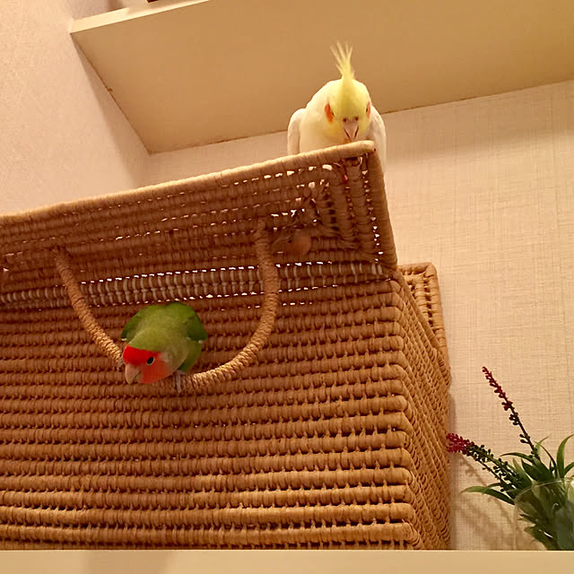 toratanさんの実例写真
