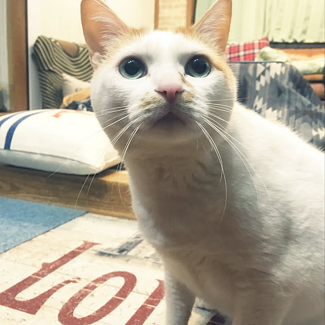 tututu0204さんの実例写真