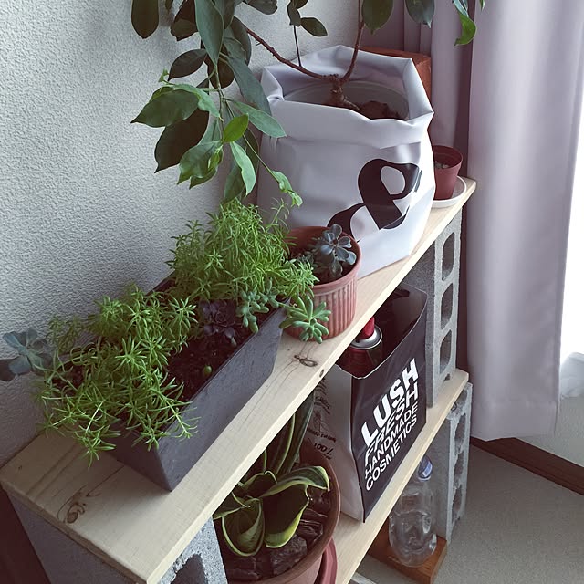 棚/観葉植物/多肉植物のインテリア実例 - 2015-09-13 15:40:11