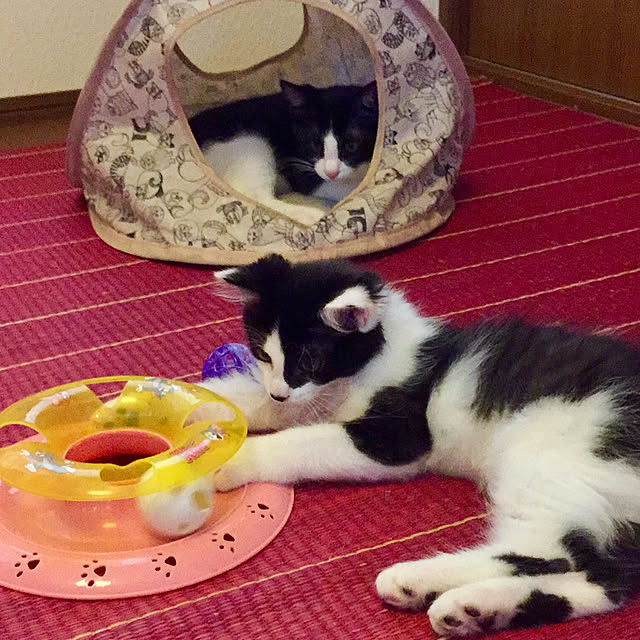 butachanさんの実例写真