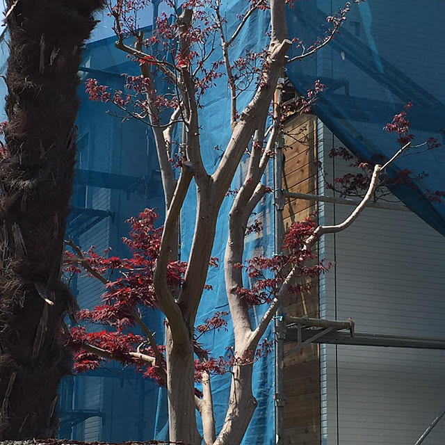 yymsさんの実例写真