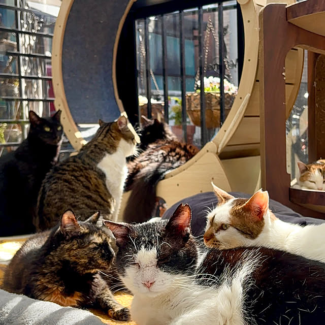butachanさんの実例写真