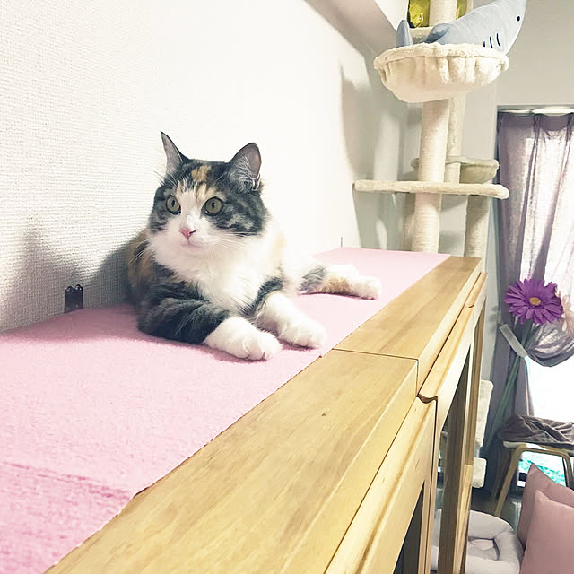 neco_holicさんの実例写真