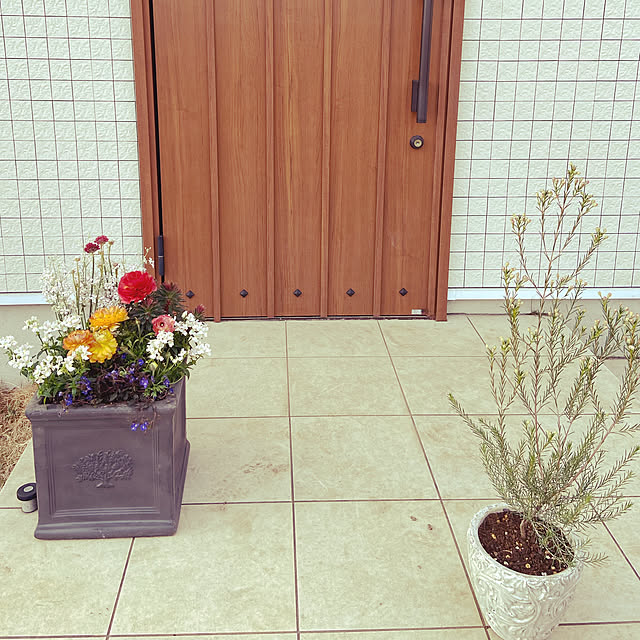 寄せ植え/玄関ドア/鉢植え/新昭和/玄関/入り口のインテリア実例 - 2023-02-18 21:42:09