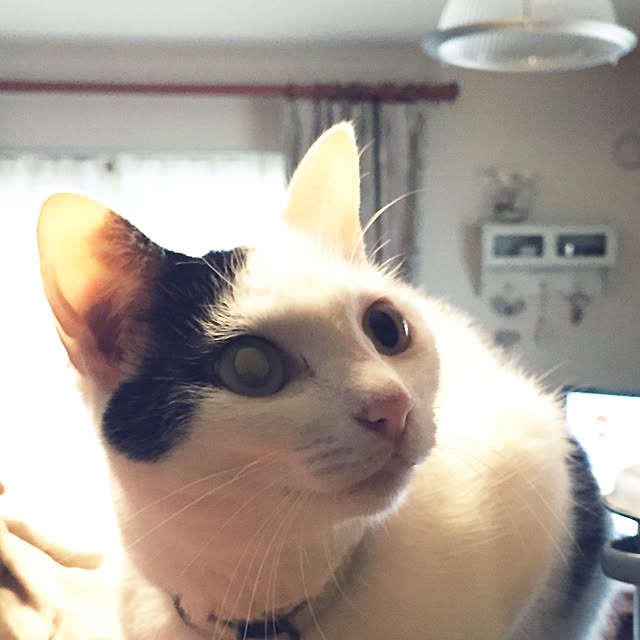 chiさんの実例写真
