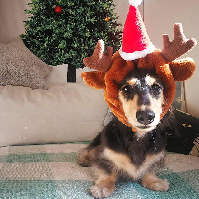 Akikoさんの実例写真