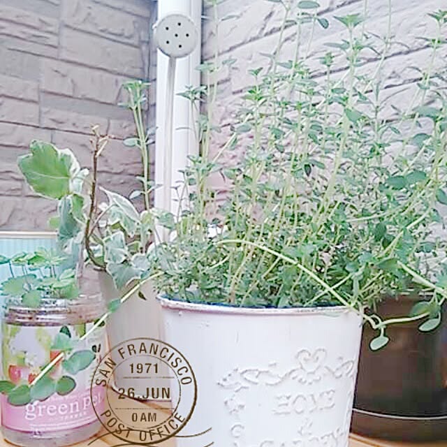 springさんの実例写真