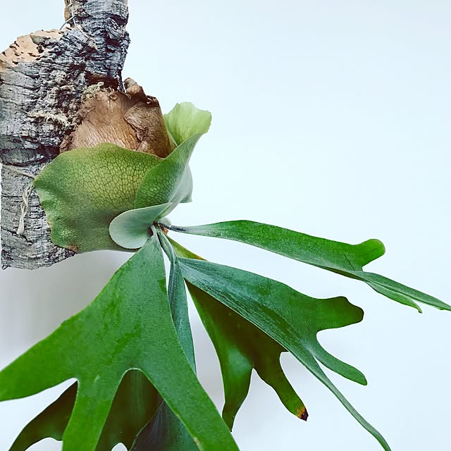 hiroさんの実例写真