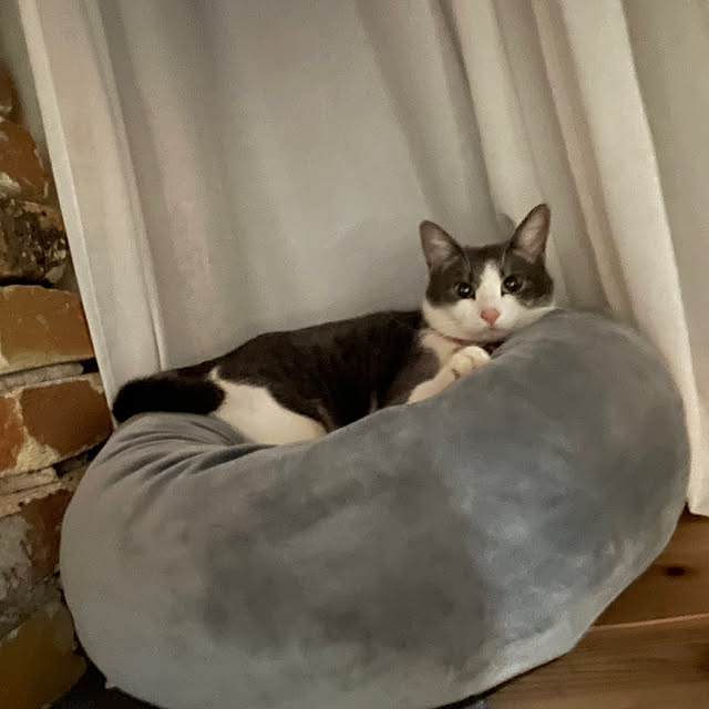 nekosamaさんの実例写真
