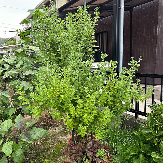 ritsukoさんの部屋