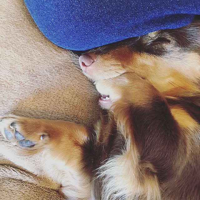 ivufuuさんの実例写真