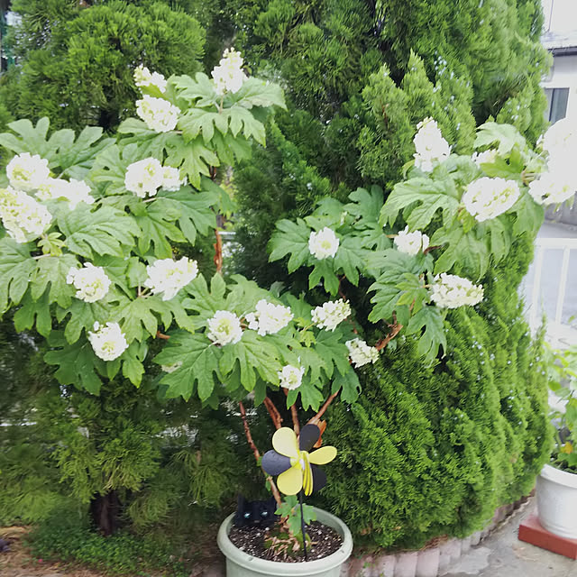 chiikokunさんの実例写真
