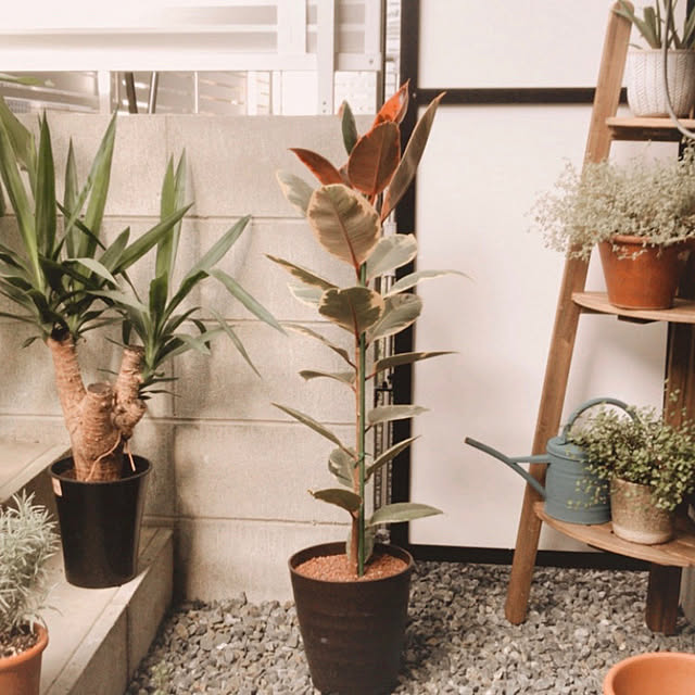 雑貨/アンティーク/一人暮らし/IKEA/観葉植物...などのインテリア実例 - 2021-01-03 13:38:23
