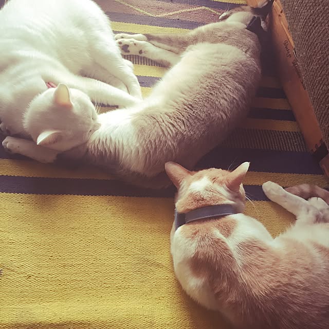 momocoさんの実例写真