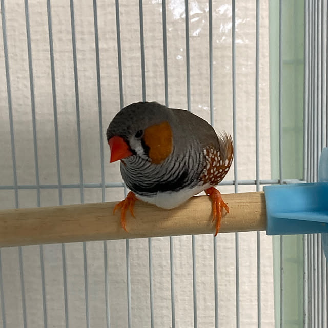 koroさんの部屋