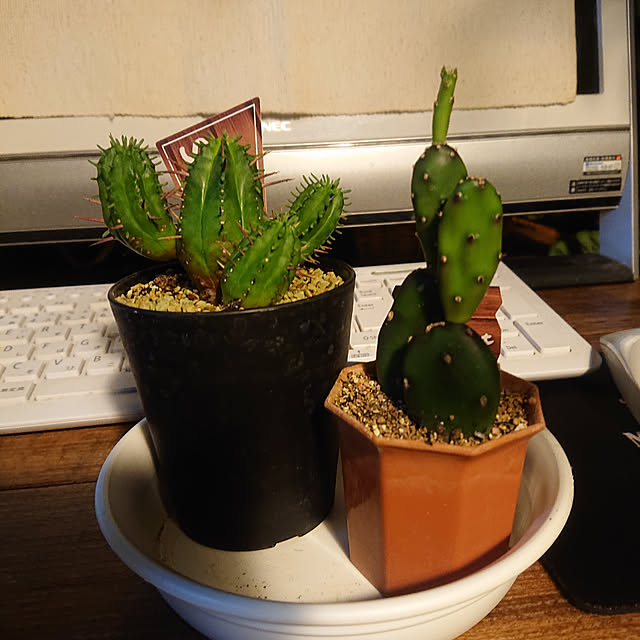 tikuwaさんの実例写真