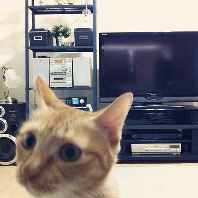 Yasumiさんの実例写真