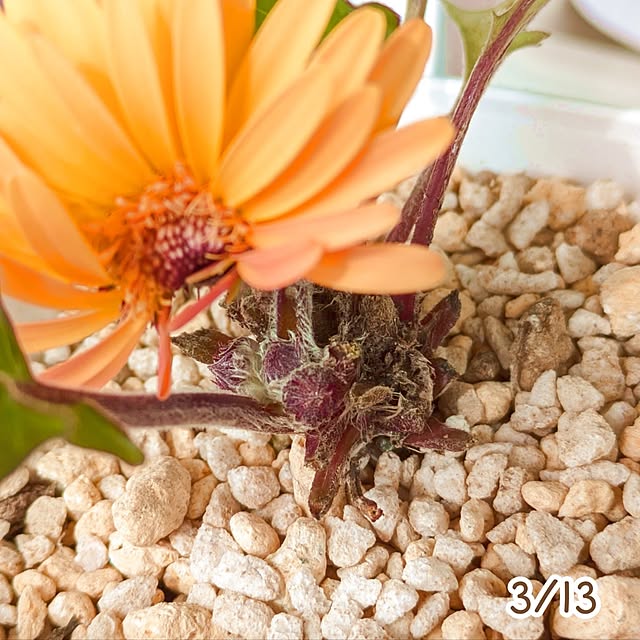 mi-saさんの部屋