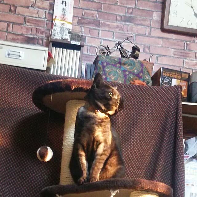 実例写真