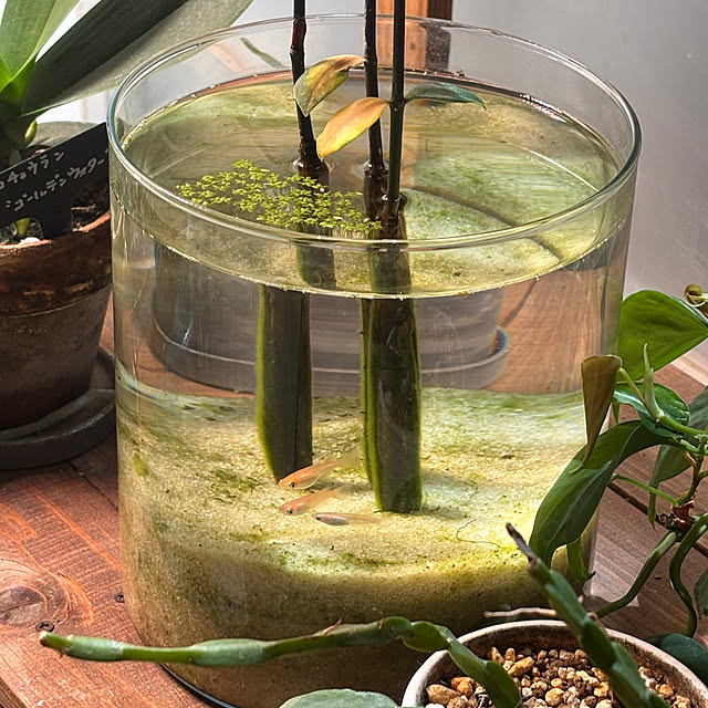 greycatsさんの部屋