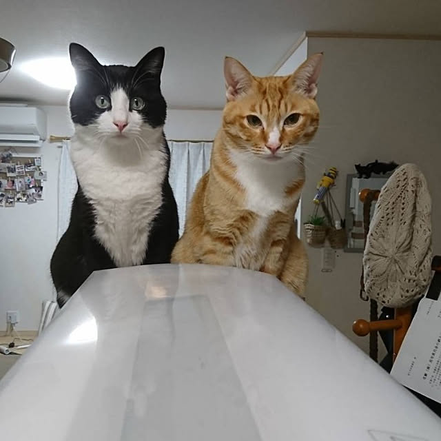 koromaroさんの実例写真