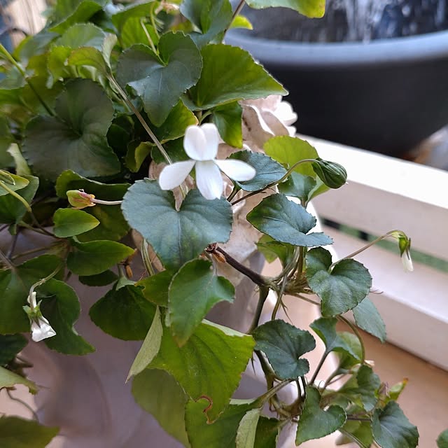 Bienvenueさんの部屋