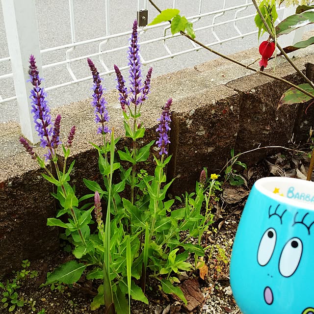 tomoppさんの実例写真
