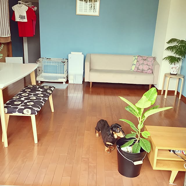 chirotanさんの実例写真
