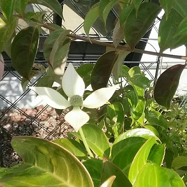 nia1213さんの実例写真