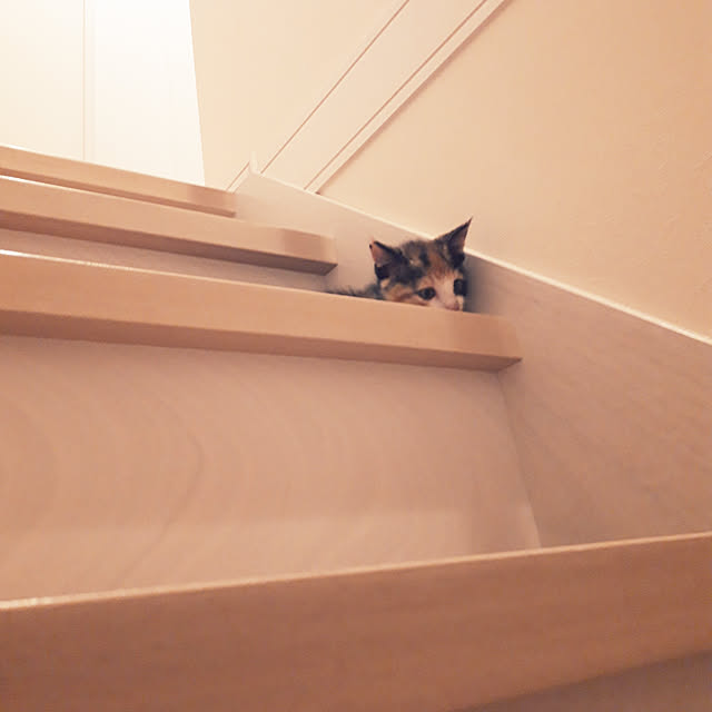 aiさんの実例写真